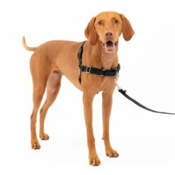 Easy Walk® Harness, No Pull Dog Harness -Pawsy Store zwxrqg6fejy8w72wwdco d61e3fba 153f 4feb 8b4c 951597b55224